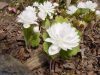 Show product details for Sanguinaria canadensis f Multiplex Plena